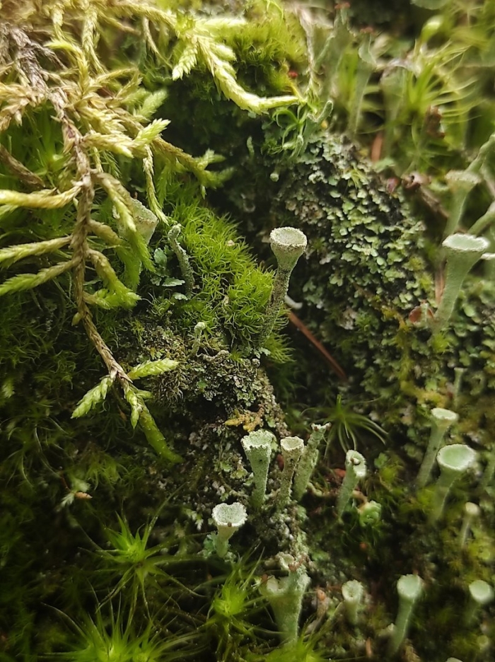 Мхи и лишайники карелии