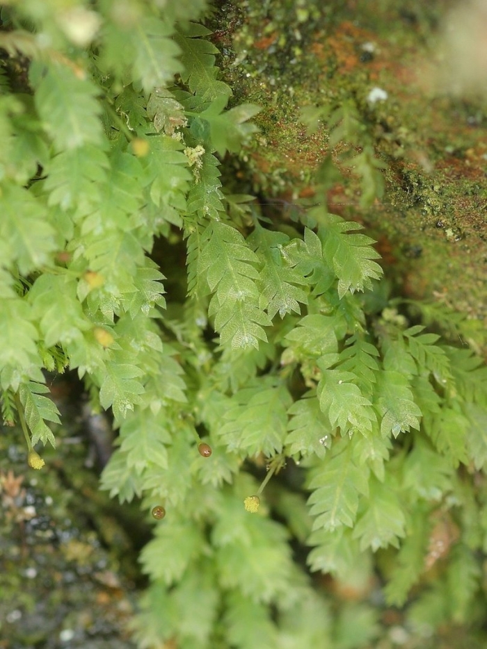 Схистостега перистая