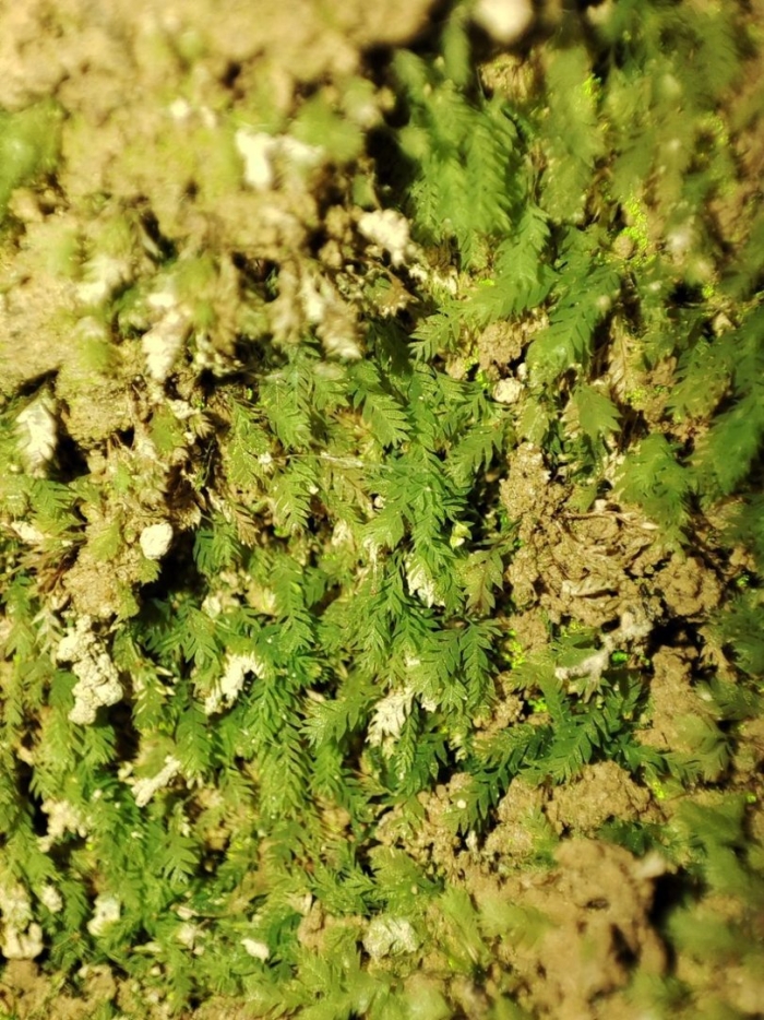 Homalothecium sericeum