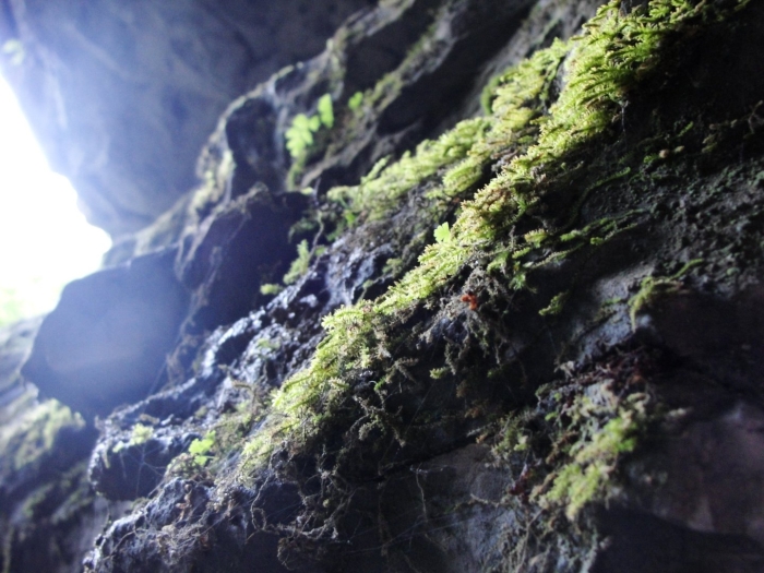 Мох лишайник