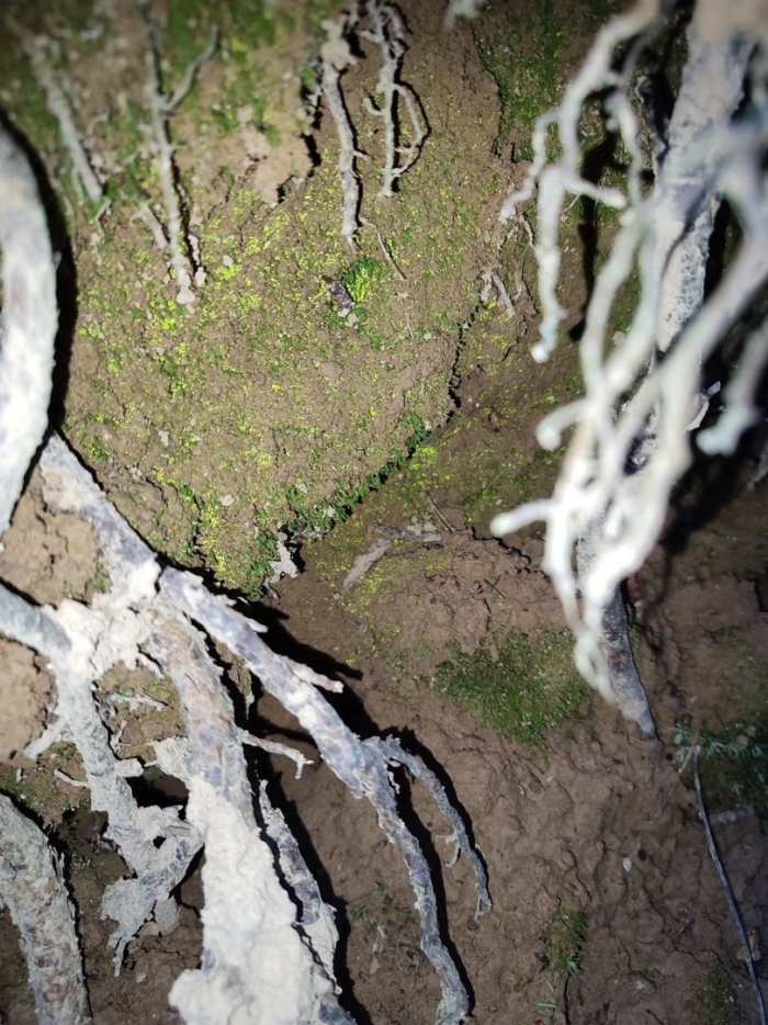 Лес природа