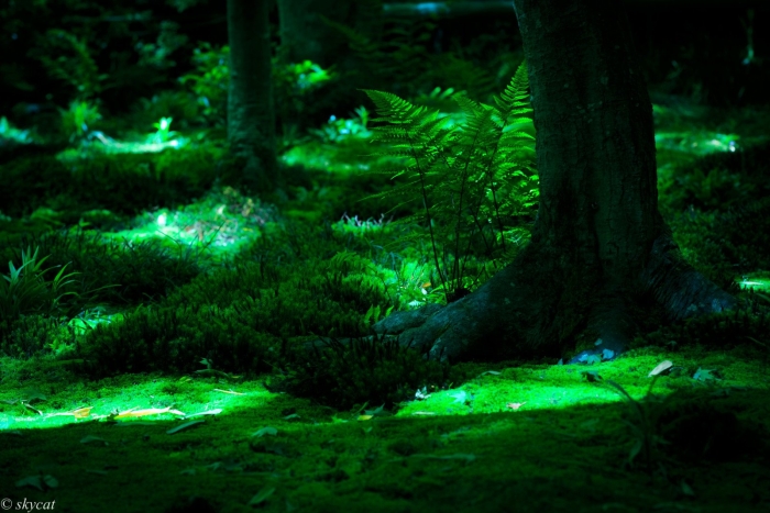 Фосфоресцирующий мох