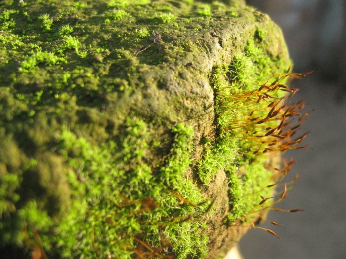 Мох обыкновенный