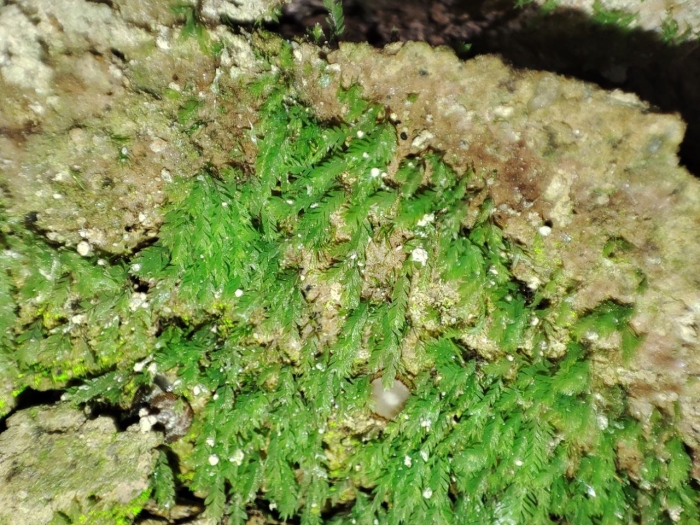 Platyhypnidium riparioides