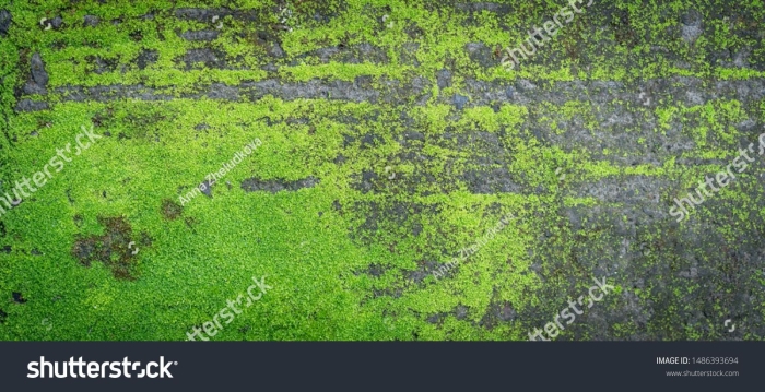 Мох текстура