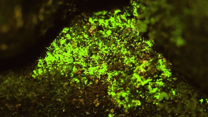 Светящийся мох