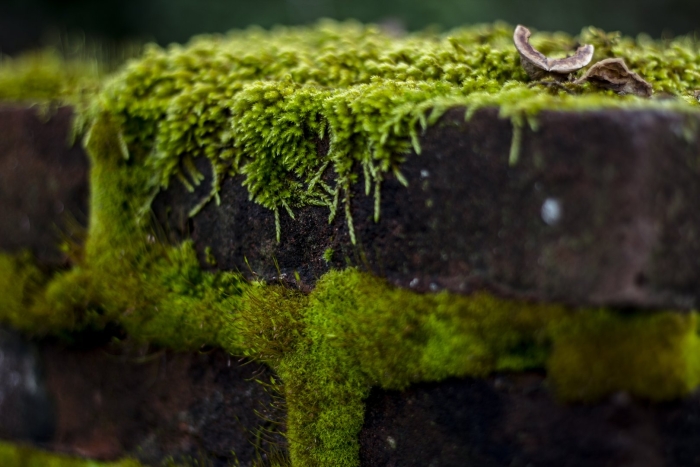 Мох схистостега