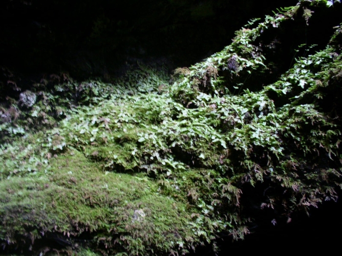 Пещера вайтомо новая зеландия