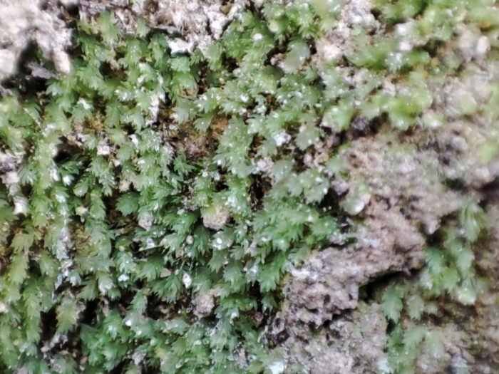 Schistostega pennata