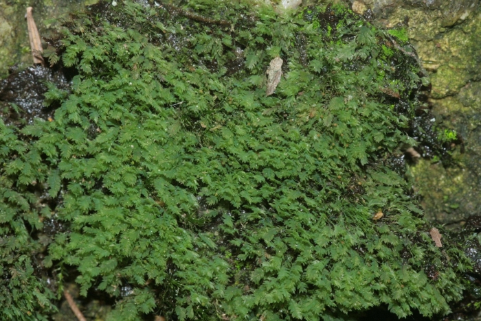 Pellia epiphylla