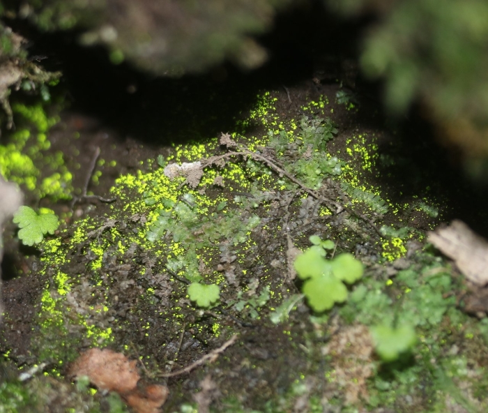 Мох схистостега