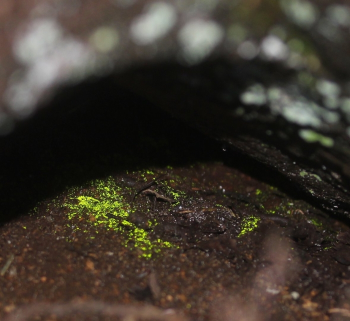 Мох зеленый