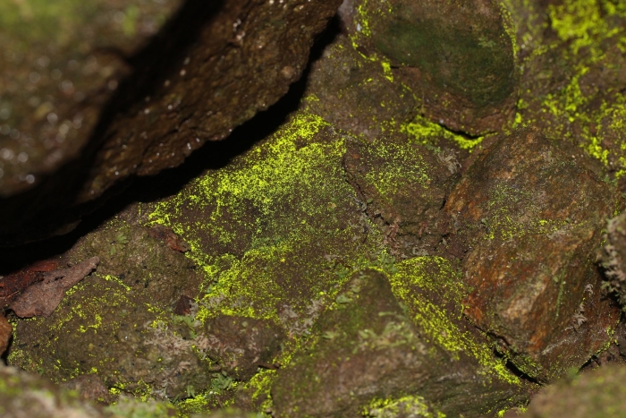 Зеленый накипной лишайник