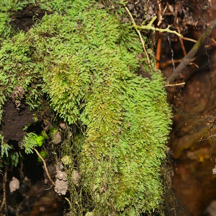 Мох катаринея