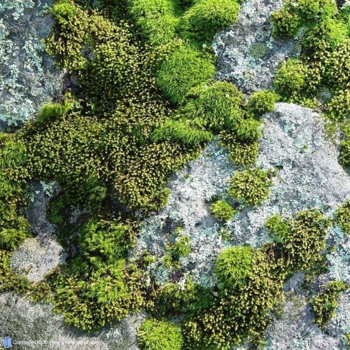 Камень со мхом