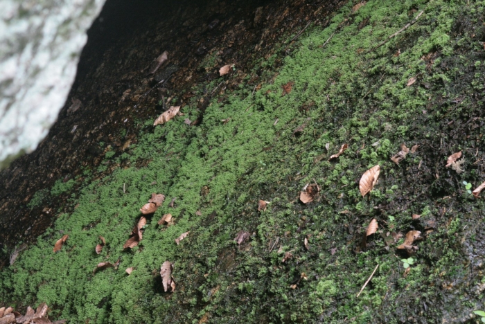 Неккера перистая (neckera pennata)