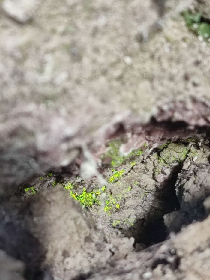 Зеленые мхи