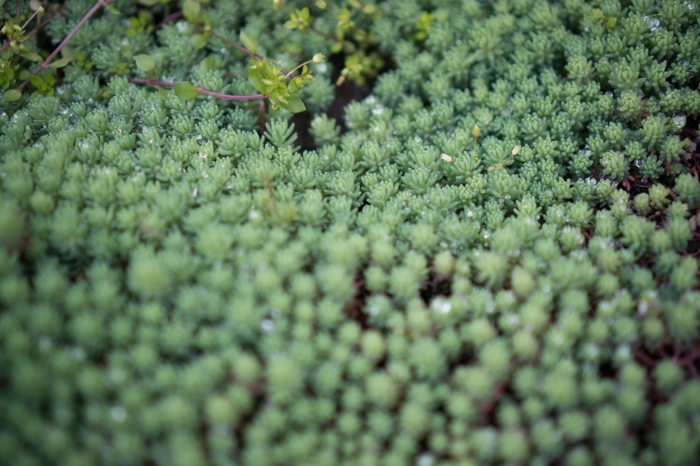 Седум очиток