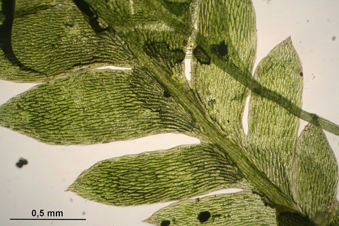 Brachythecium mildeanum