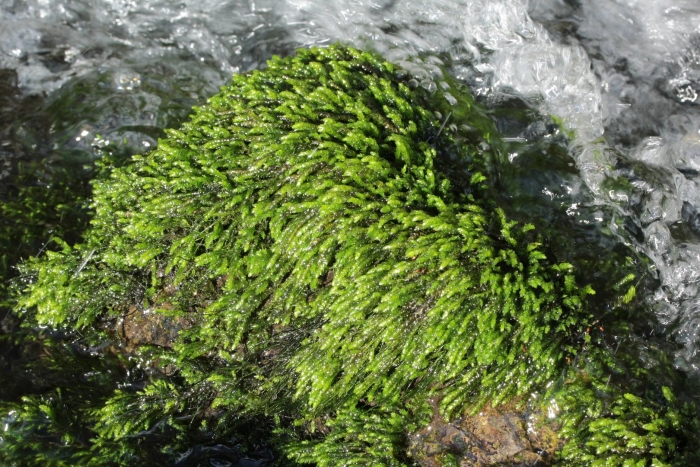 Brachythecium rivulare