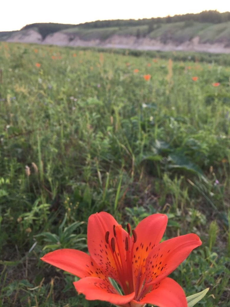 Сардаана цветок