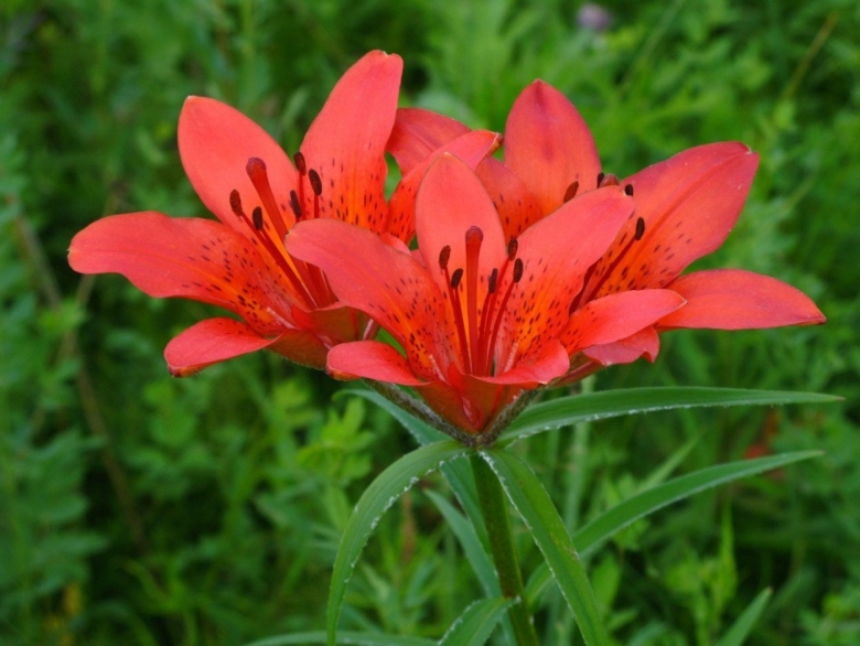 Якутская Лилия Сардаана