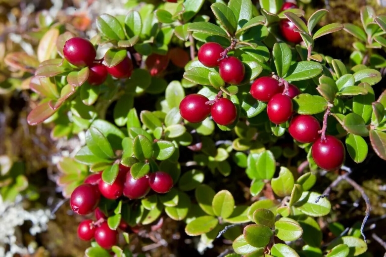 Ягоды Якутии брусника