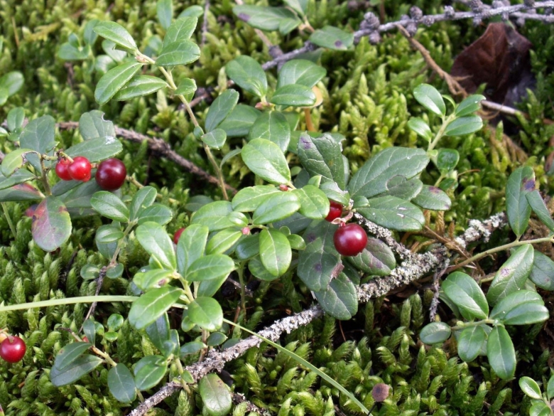 Растения Саха Якутия