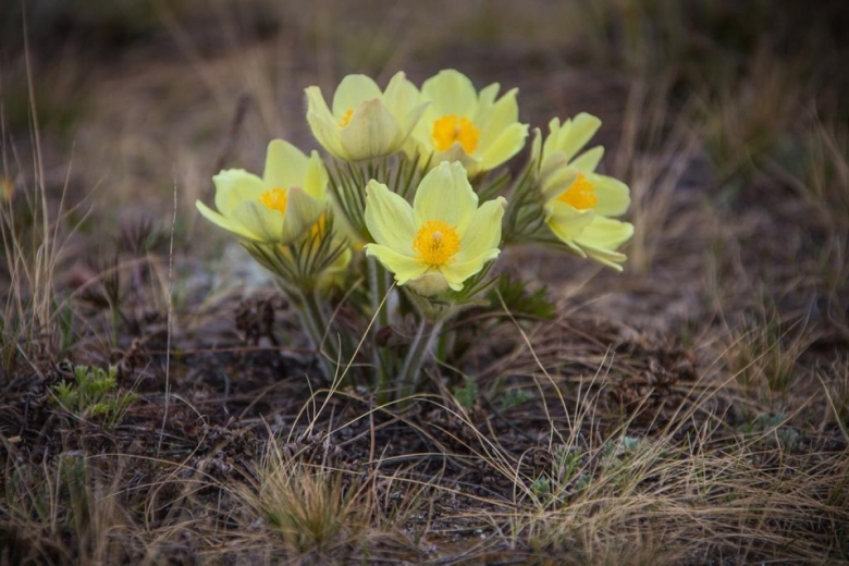 Сон трава прострел якутские подснежники