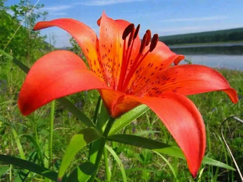 Якутская Лилия Сардаана