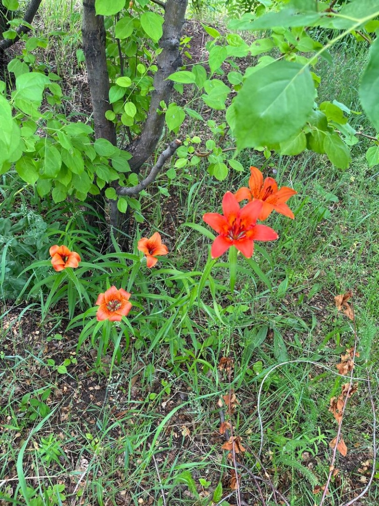 Сардана цветок Якутии