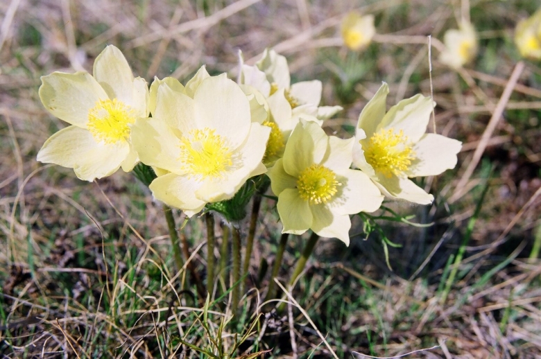 Подснежник Сибирский прострел