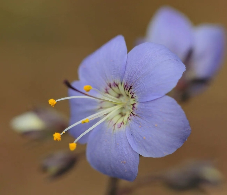 Якутская Сардаана