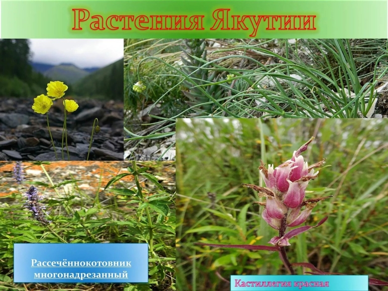 Растения саха якутия
