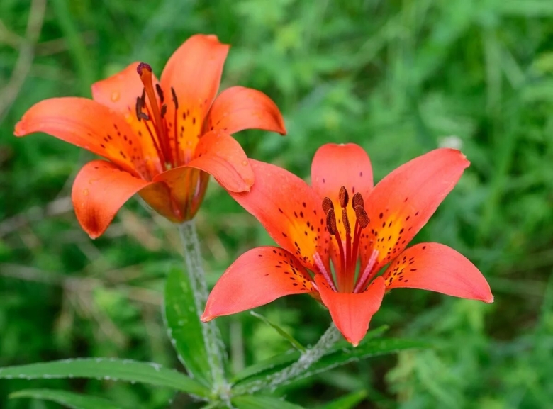 Лилия дальневосточная саранка