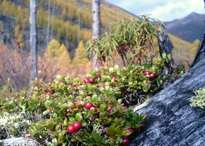 Полярный урал ягоды