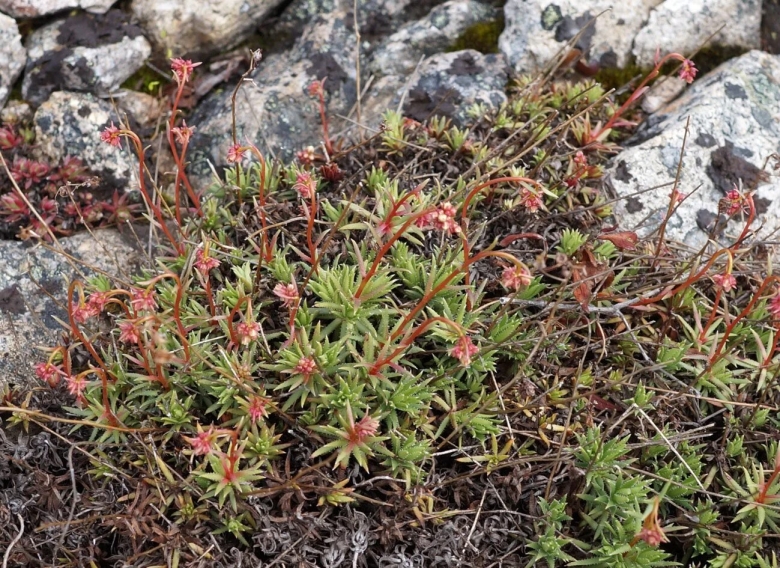 Saxifraga spinulosa