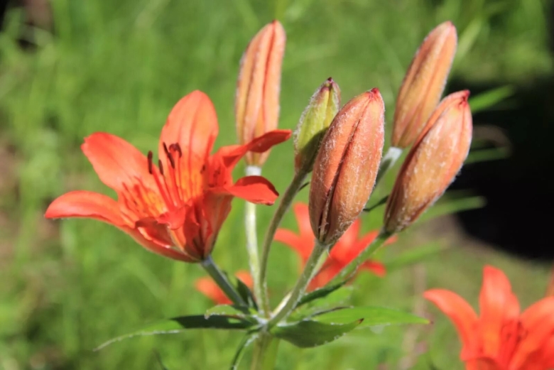 Лилия пенсильванская даурская lilium pensylvanicum