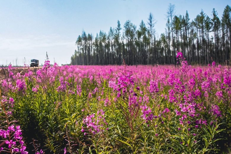 Поле Иван чай Фряново