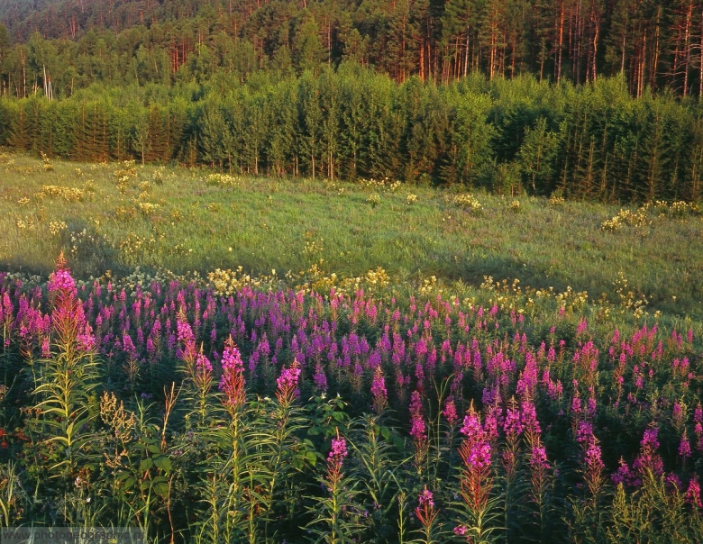 Растения Саха Якутия