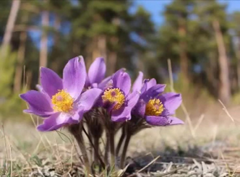 Подснежник Сибирский прострел