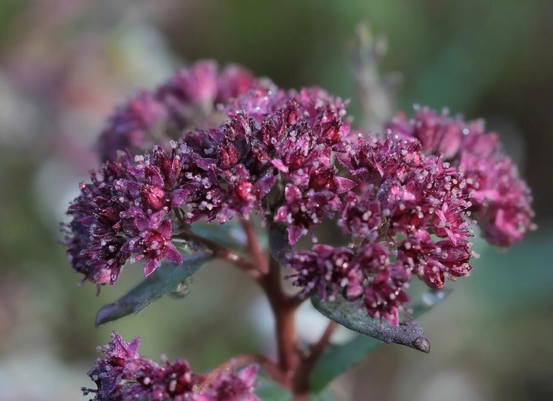 Лекарственные растения Якутии