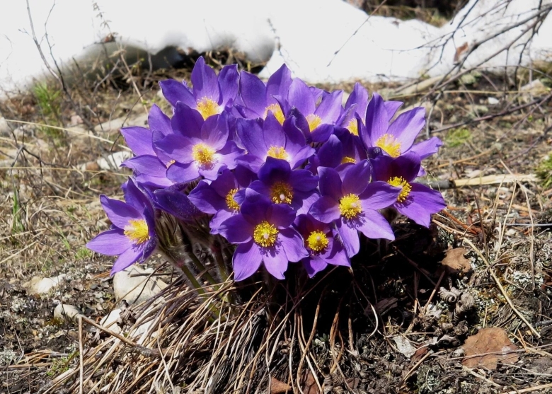 Подснежник Сибирский прострел