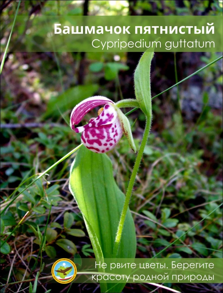 Венерин башмачок пятнистый
