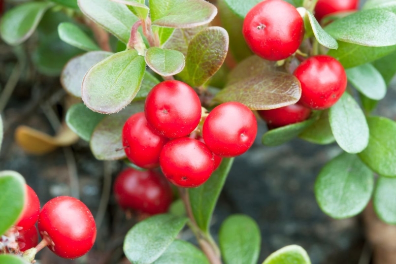 Толокнянка обыкновенная Медвежье ушко