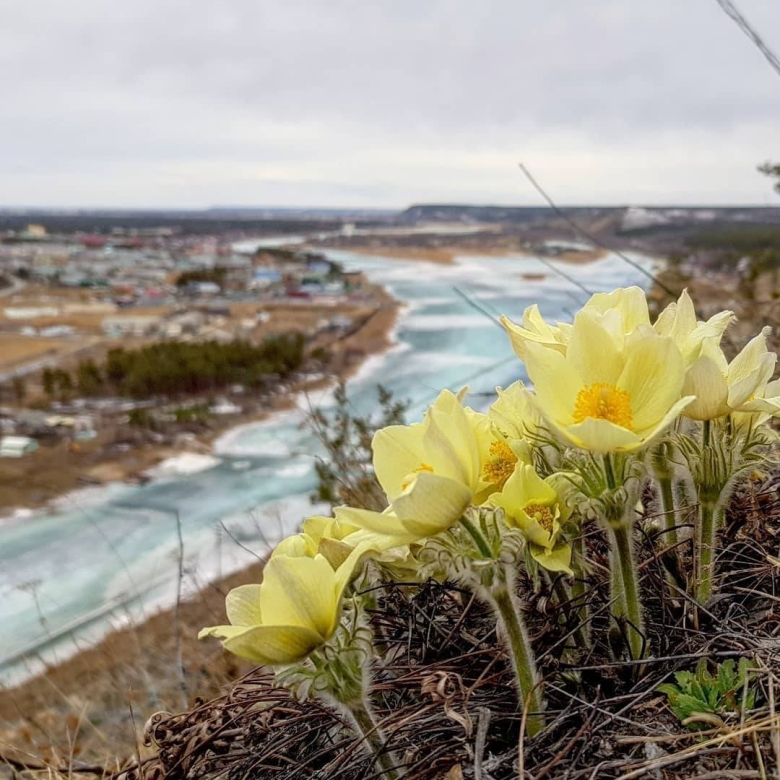 Ньургуьун сибэкки