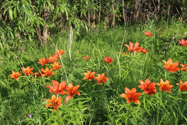 Якутская Лилия Сардаана