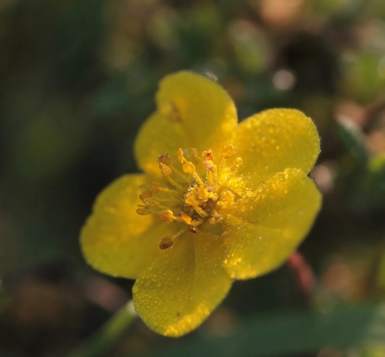 Potentilla neumanniana