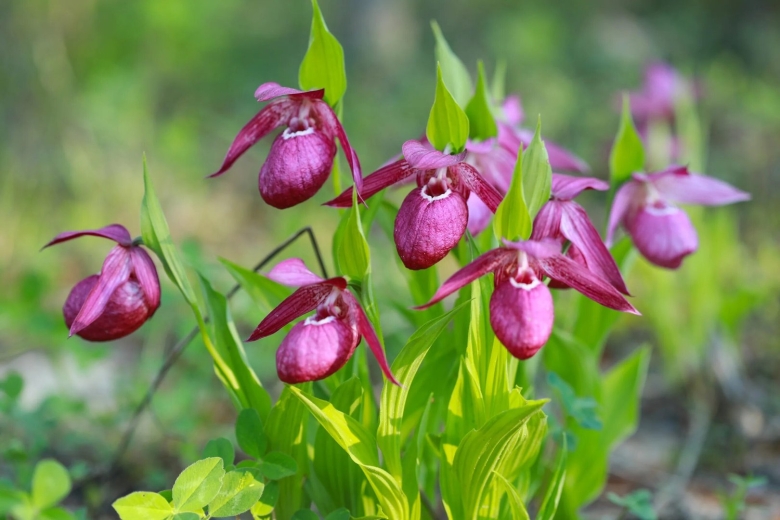 Краснокнижные растения Якутии