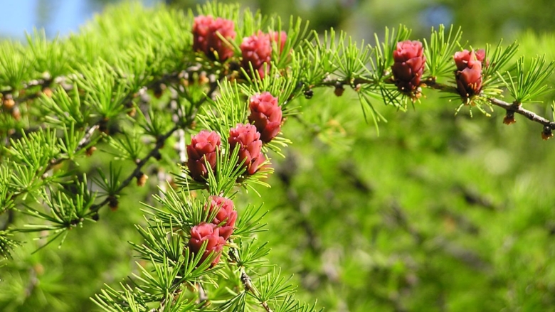 Олёкминский заповедник Флора